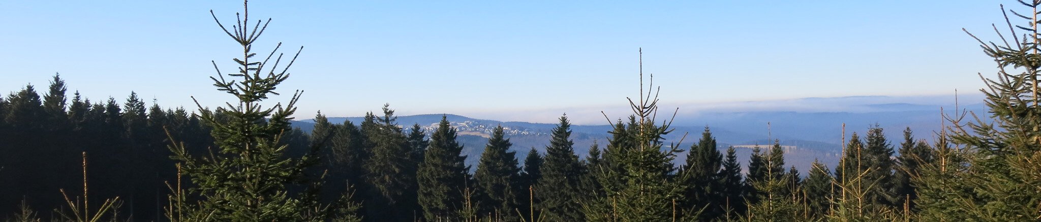 Schönes Landschaftsbild mit Tannenbäumen und klarem Himmel – dichter, grüner Tannenwald unter strahlend blauem Himmel, der Ruhe und natürliche Frische ausstrahlt.